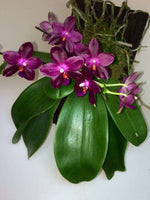 Carica l'immagine nel visualizzatore Galleria, Phalaenopsis Zheng Min Jacaranda 'Yungho' Mainshow