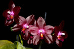 Carica l'immagine nel visualizzatore Galleria, Phalaenopsis Zheng Min Jacaranda 'Yungho' Mainshow