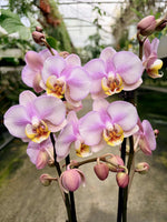 Carica l'immagine nel visualizzatore Galleria, Phalaenopsis Carola