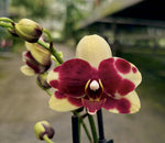 Carica l'immagine nel visualizzatore Galleria, Phalaenopsis Catania