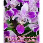 Carica l'immagine nel visualizzatore Galleria, Phalaenopsis equestris 'Pink Anchor' (peloric)