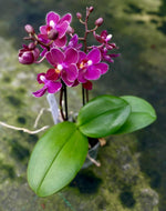 Carica l'immagine nel visualizzatore Galleria, Phalaenopsis Fruity Parfume