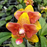 Carica l'immagine nel visualizzatore Galleria, Phalaenopsis (Tzu Chiang Balm × Brother Sara Gold) 'ES-1'