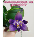 Carica l'immagine nel visualizzatore Galleria, Phalaenopsis violacea var. indigo (3-lips)