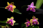 Carica l'immagine nel visualizzatore Galleria, Phalaenopsis Hawaii Dragon Girl x violacea tipo