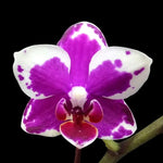 Carica l'immagine nel visualizzatore Galleria, Phalaenopsis I-Hsin Agra '503'