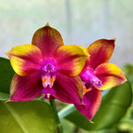 Carica l'immagine nel visualizzatore Galleria, Phalaenopsis Mituo Obsidian 'Three Headed Dog'