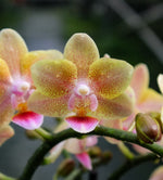 Carica l'immagine nel visualizzatore Galleria, Phalaenopsis Allura Splitfire = Aromio Spicy