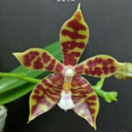 Carica l'immagine nel visualizzatore Galleria, Phalaenopsis Almanis (= mannii × tetraspis)