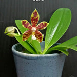 Carica l'immagine nel visualizzatore Galleria, Phalaenopsis Almanis (= mannii × tetraspis)