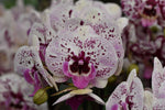Carica l'immagine nel visualizzatore Galleria, Phalaenopsis Athena