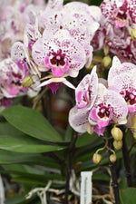 Carica l'immagine nel visualizzatore Galleria, Phalaenopsis Athena