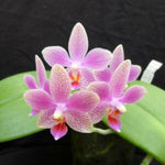 Carica l'immagine nel visualizzatore Galleria, Phalaenopsis Bernice Maskin (gigantea 'Jumbo Libra' × equestris)