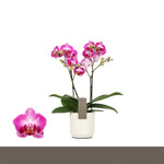 Carica l'immagine nel visualizzatore Galleria, Phalaenopsis Bing
