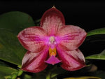 Carica l'immagine nel visualizzatore Galleria, Phalaenopsis Buena Jewel x Coral Isles