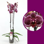 Carica l'immagine nel visualizzatore Galleria, Phalaenopsis Chiada Eva 'Egyptian Queen'