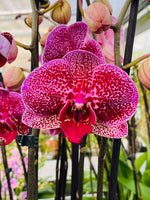 Carica l'immagine nel visualizzatore Galleria, Phalaenopsis Chiada Eva 'Egyptian Queen'