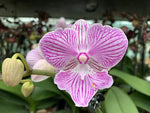 Carica l'immagine nel visualizzatore Galleria, Phalaenopsis Elizabeth Hayden