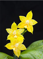 Carica l'immagine nel visualizzatore Galleria, Phalaenopsis Guadalupe Pineda f. flava (amboinensis flava x bellina alba)