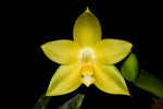 Carica l'immagine nel visualizzatore Galleria, Phalaenopsis Guadalupe Pineda f. flava (amboinensis flava x bellina alba)