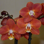 Carica l'immagine nel visualizzatore Galleria, Phalaenopsis Horizon