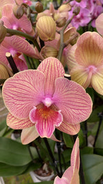 Carica l'immagine nel visualizzatore Galleria, Phalaenopsis JC Stars Shining '372'