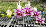 Carica l'immagine nel visualizzatore Galleria, Phalaenopsis Jia Ho Summer Love