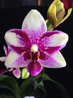 Carica l'immagine nel visualizzatore Galleria, Phalaenopsis Jia Ho Summer Love
