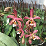 Carica l'immagine nel visualizzatore Galleria, Phalaenopsis Yaphon Pink Lady (Jiaho's Pink Girl 'Sweet Fragrance' x mannii 'Black')