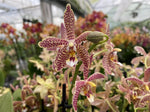 Carica l'immagine nel visualizzatore Galleria, Phalaenopsis Yaphon Pink Lady (Jiaho's Pink Girl 'Sweet Fragrance' x mannii 'Black')