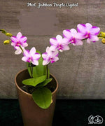 Carica l'immagine nel visualizzatore Galleria, Phalaenopsis Jiuhbao Purple Crystal