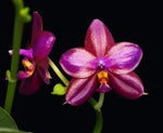 Carica l'immagine nel visualizzatore Galleria, Phalaenopsis Jong's Red Son (Phal. Yuda Blood Red x Phal. Dotty Woodson)