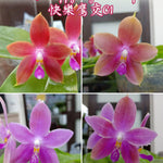 Carica l'immagine nel visualizzatore Galleria, Phalaenopsis KS Happy Eagle × tetraspis 'C1'