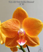 Carica l'immagine nel visualizzatore Galleria, Phalaenopsis KS Pride 'Golden Diamond'