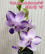 Carica l'immagine nel visualizzatore Galleria, Phalaenopsis Kenneth Schubert '78'