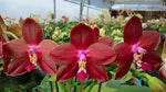 Carica l'immagine nel visualizzatore Galleria, Phalaenopsis LD's Bear King (Phal. Hannover Passion x Phal. Dragon Tree Eagle)