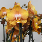 Carica l'immagine nel visualizzatore Galleria, Phalaenopsis Las Vegas