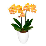 Carica l'immagine nel visualizzatore Galleria, Phalaenopsis Las Vegas