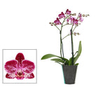 Carica l'immagine nel visualizzatore Galleria, Phalaenopsis Lianher Happy Ladybug