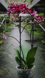 Carica l'immagine nel visualizzatore Galleria, Phalaenopsis Lianher Cranberry 'Cha Cha'