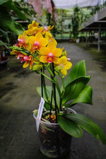 Carica l'immagine nel visualizzatore Galleria, Phalaenopsis Lioulin Orange