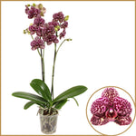 Carica l'immagine nel visualizzatore Galleria, Phalaenopsis Lioulin Wild Cat