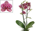 Carica l'immagine nel visualizzatore Galleria, Phalaenopsis Lioulin Wild Cat
