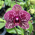 Carica l'immagine nel visualizzatore Galleria, Phalaenopsis Lioulin Wild Cat