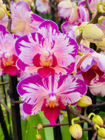 Carica l'immagine nel visualizzatore Galleria, Phalaenopsis Little Gem Stripe “Cat King”