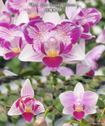 Carica l'immagine nel visualizzatore Galleria, Phalaenopsis Liu's Beauty Taiwan