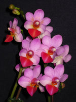 Carica l'immagine nel visualizzatore Galleria, Phalaenopsis Liu's Cute Angel (Dtps.Jia Ho Cherry x P.lobbii)
