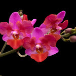 Carica l'immagine nel visualizzatore Galleria, Phalaenopsis Liu's Triprince 'Pink' (peloric - 2 eyes)