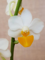 Carica l'immagine nel visualizzatore Galleria, Phalaenopsis Liu's Triprince 'Yellow lip'