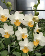 Carica l'immagine nel visualizzatore Galleria, Phalaenopsis Liu's Triprince 'Yellow lip'